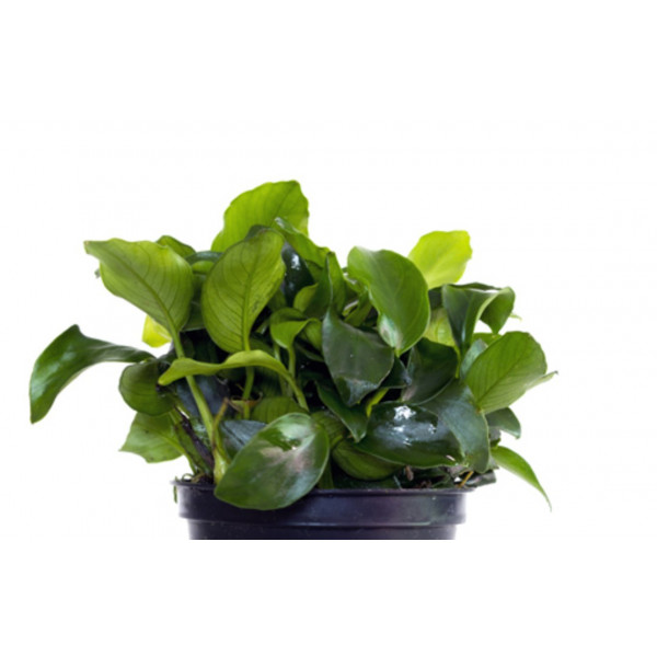 ANUBIAS BARTERI PE