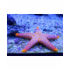 FROMIA MONILIS