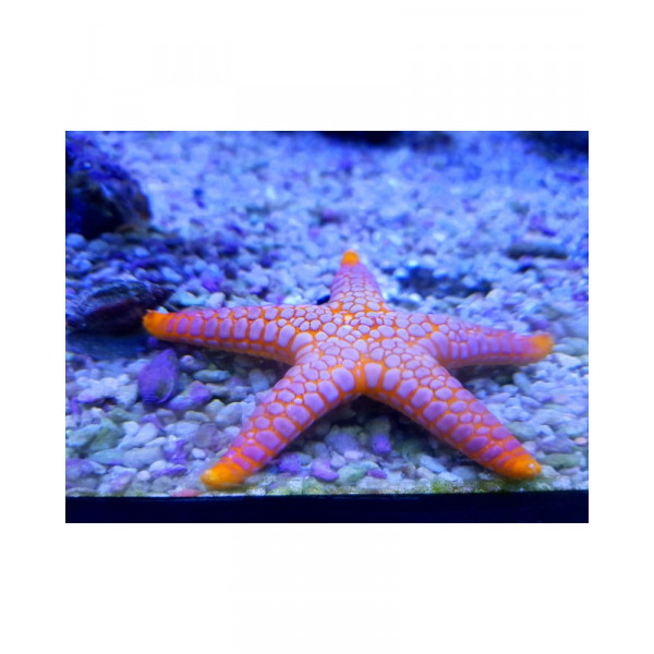 FROMIA MONILIS
