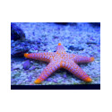 FROMIA MONILIS Maldivas
