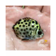 SCATOPHADUS ARGUS Salt water S COME AIPTASIA