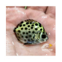 SCATOPHADUS ARGUS Salt water S COME AIPTASIA