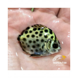 SCATOPHADUS ARGUS Salt water S COME AIPTASIA