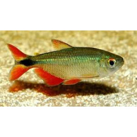 TETRA BUENOS AIRES 3-3.5 CM ( HEMIGRAMMAUS CAUDOVITATUS)