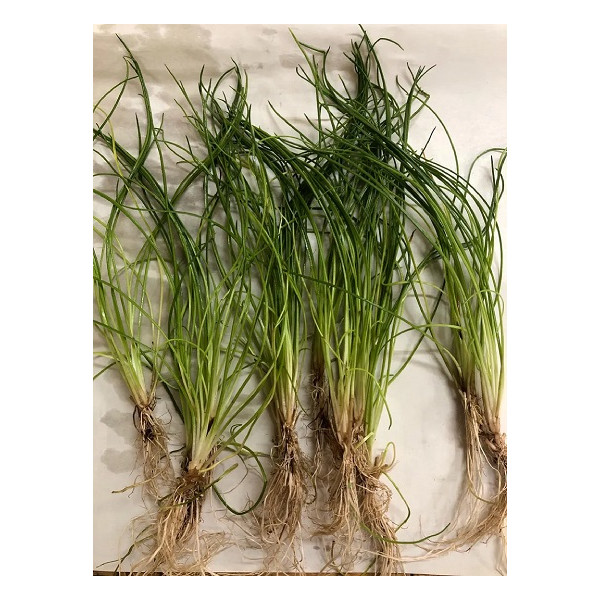 Littorella uniflora Jumbo Aquaflora