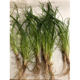 Littorella uniflora Jumbo Aquaflora