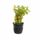 Rotala rotundifolia 'Blood Red' Aquaflora