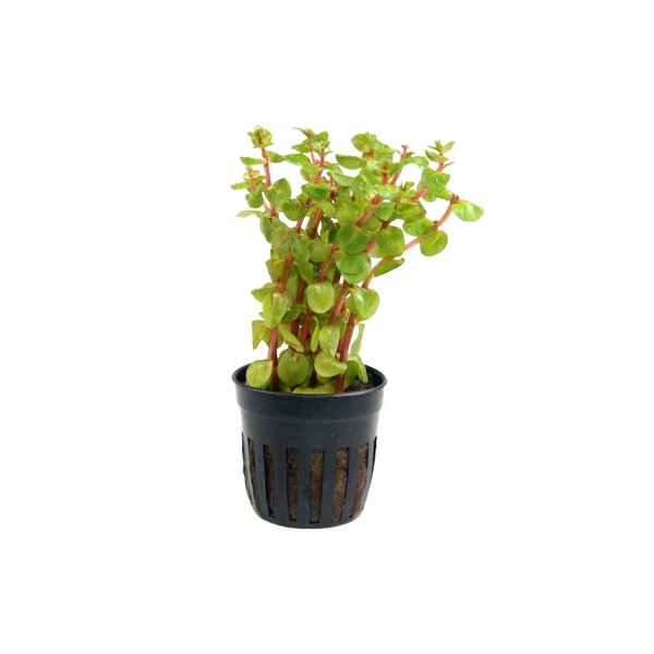 Rotala rotundifolia 'Blood Red' Aquaflora