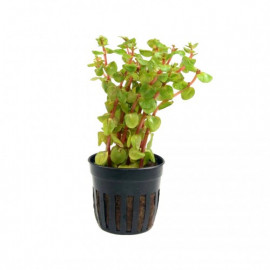 Rotala rotundifolia 'Blood Red' Aquaflora