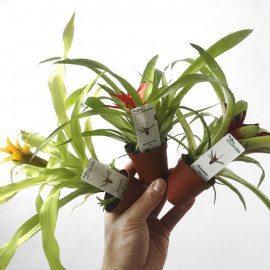 Guzmania mix Aquaflora