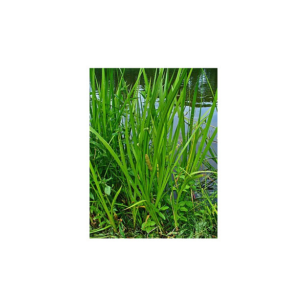 Acorus Calamus