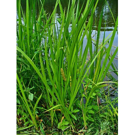 Acorus Calamus