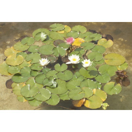 Nymphea Alba