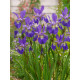 Iris sibirica Purple