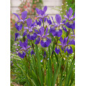 Iris sibirica Purple