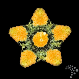 Culcita novaeguinea