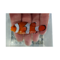 AMPHIPRION OCELLARIS Wild S