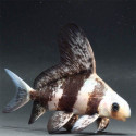 Botia tigre vel Myxocyprinus asiaticus S