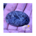 Haliotis abalone Oreja de mar