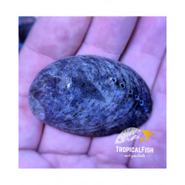 Haliotis asinina Oreja de mar
