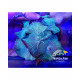 DISCOSOMA CULTIVO INDO WATER MELON