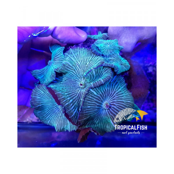DISCOSOMA CULTIVO INDO WATER MELON