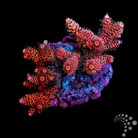 Acropora Staghorn NANO - Cultured - Ultra
