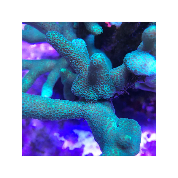 Montipora digitata Grey Green Frag