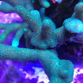 Montipora digitata Grey Green Frag
