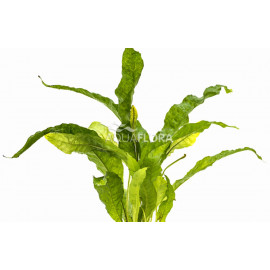 MICROSORUM PTEROPUS LATIFOLIA Aquaflora