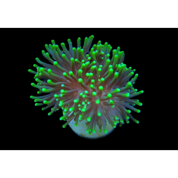 Euphyllia glabrescens (Green) (Premium)