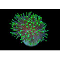 Euphyllia glabrescens (Green) (Premium) 