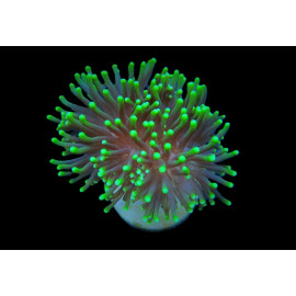 Euphyllia glabrescens (Green) (Premium)