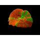 Scolymia australis (Reverse Bleeding Apple)