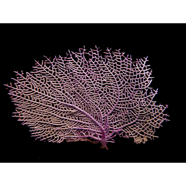 Gorgonia ventalina