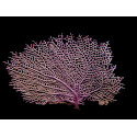 Gorgonia ventalina
