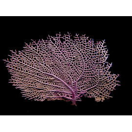 Gorgonia ventalina