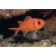 Myripristis spp. pez ardilla