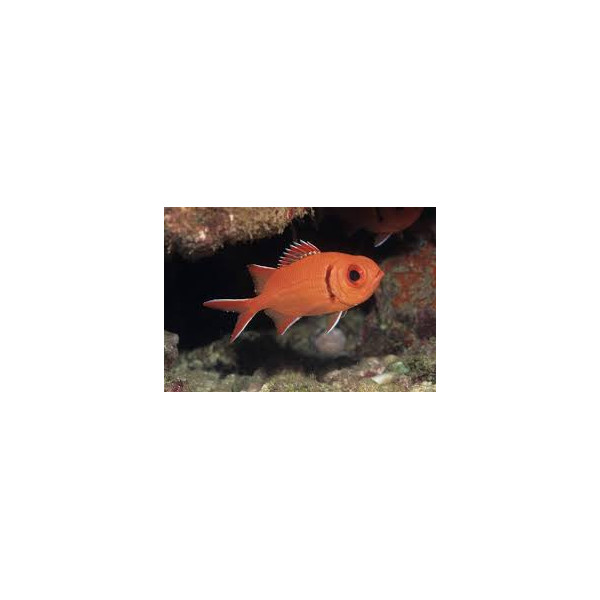 Myripristis spp. peix esquirol