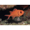 Myripristis spp. pez ardilla