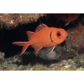 Myripristis spp. pez ardilla