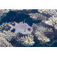 Myripristis spp. pez ardilla