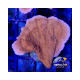 Esqueix Montipora plat vermell
