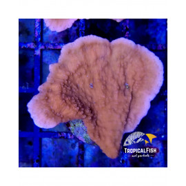 Esqueje montipora plato Rojo