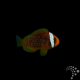 AMPHIPRION FRENATUS