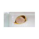 Chaetodon xanthocephalus M