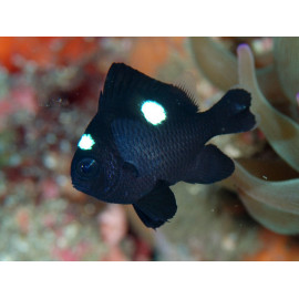 Dascyllus trimaculatus damisela dominó L