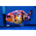 Ranchu Calico Carassius Auratus L
