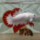 Betta macho plakat dragon