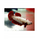 Betta macho plakat dragon